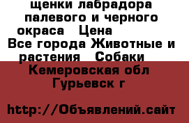 щенки лабрадора палевого и черного окраса › Цена ­ 30 000 - Все города Животные и растения » Собаки   . Кемеровская обл.,Гурьевск г.